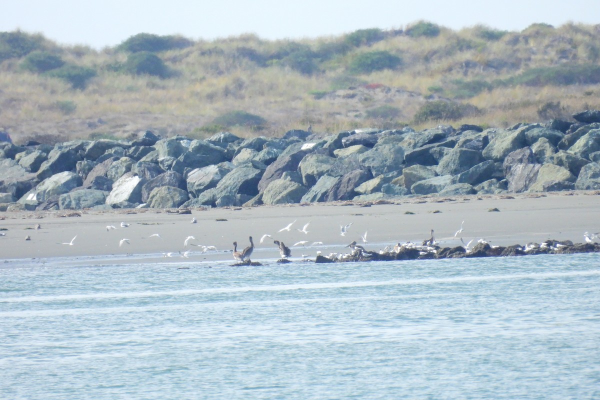 tern sp. - ML641530596