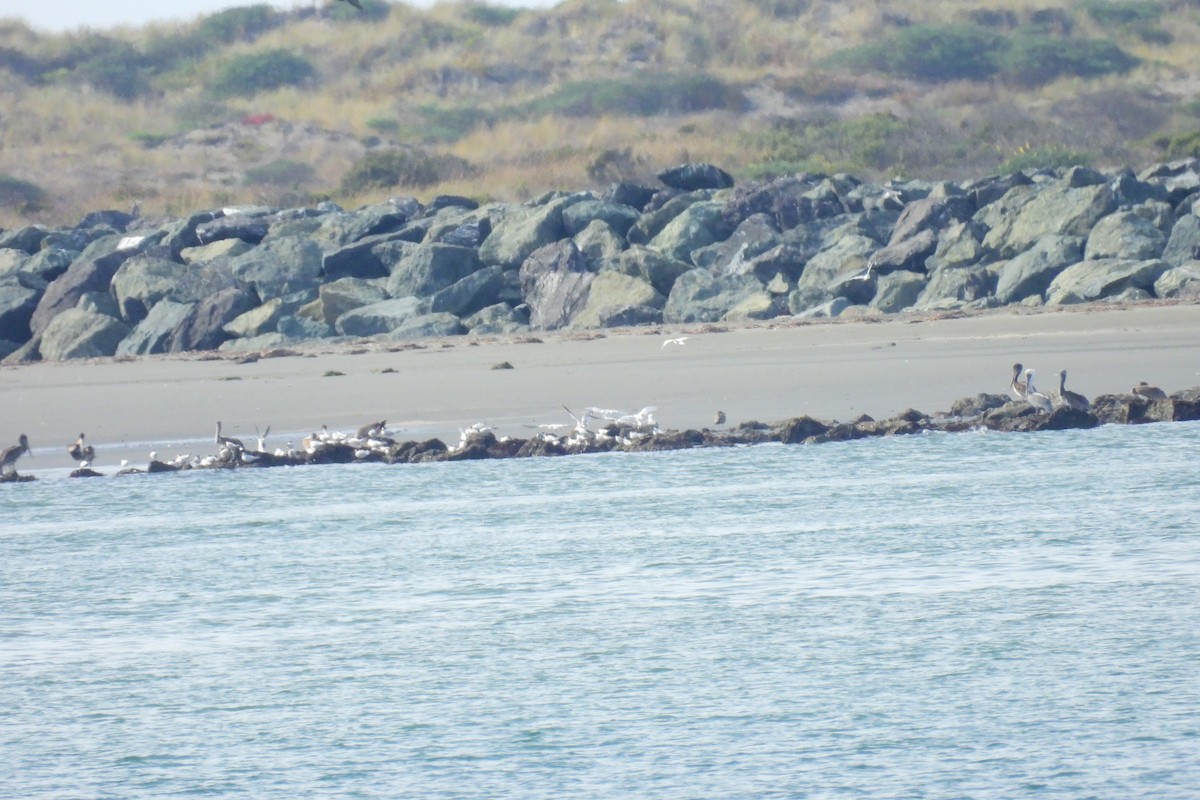 tern sp. - ML641530597