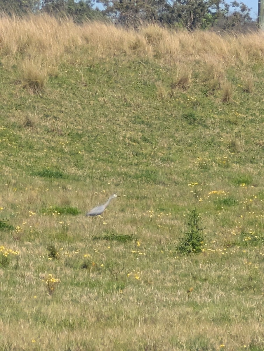 hvitmaskehegre - ML641530652