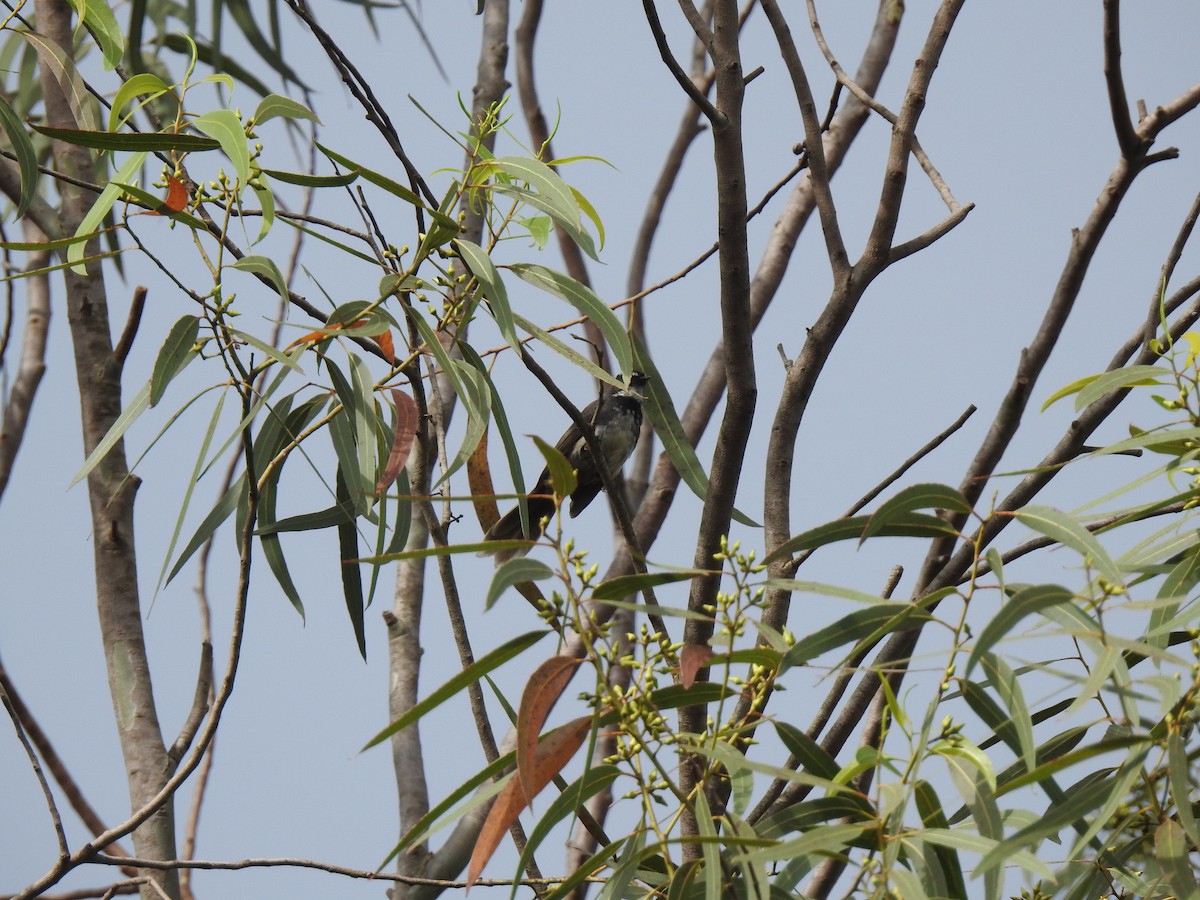 Spot-breasted Fantail - ML641530680