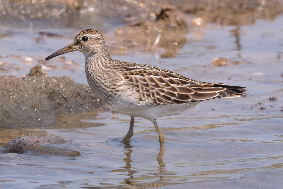 Graubrust-Strandläufer - ML641530762