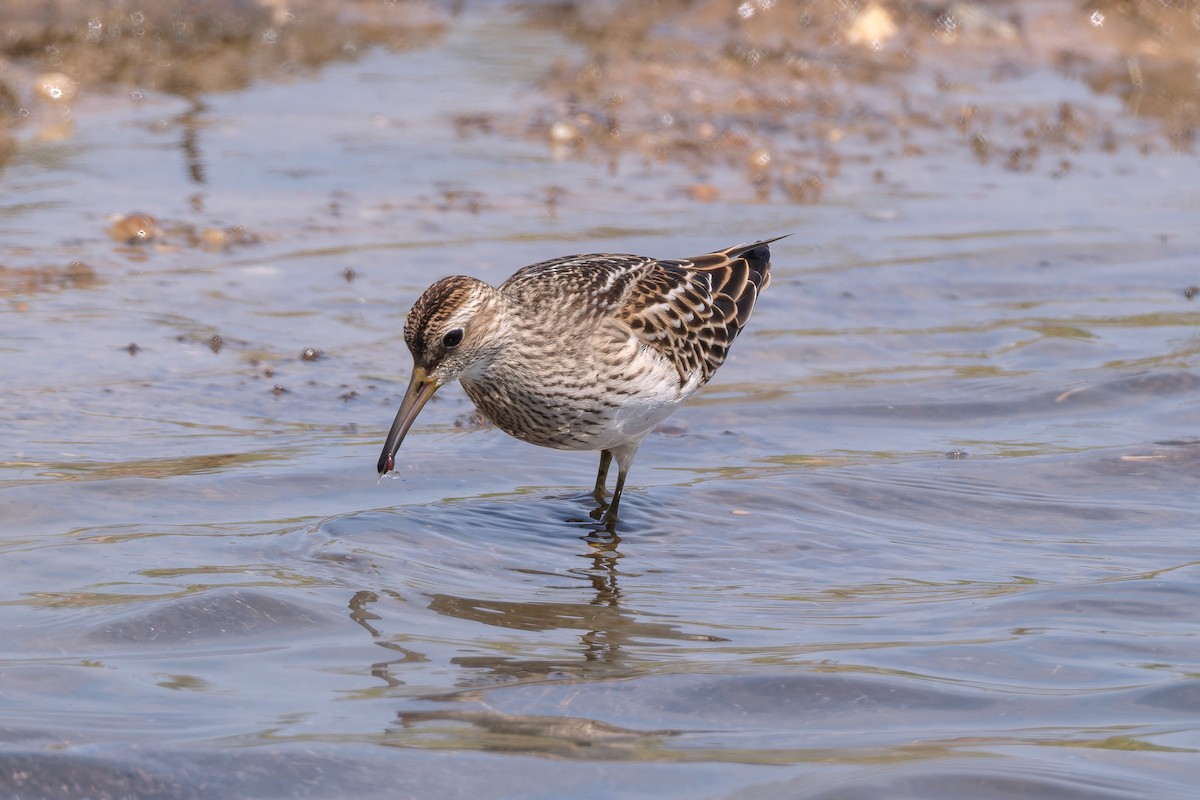 Graubrust-Strandläufer - ML641530763