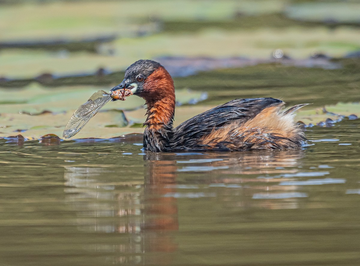 Little Grebe - ML641530809