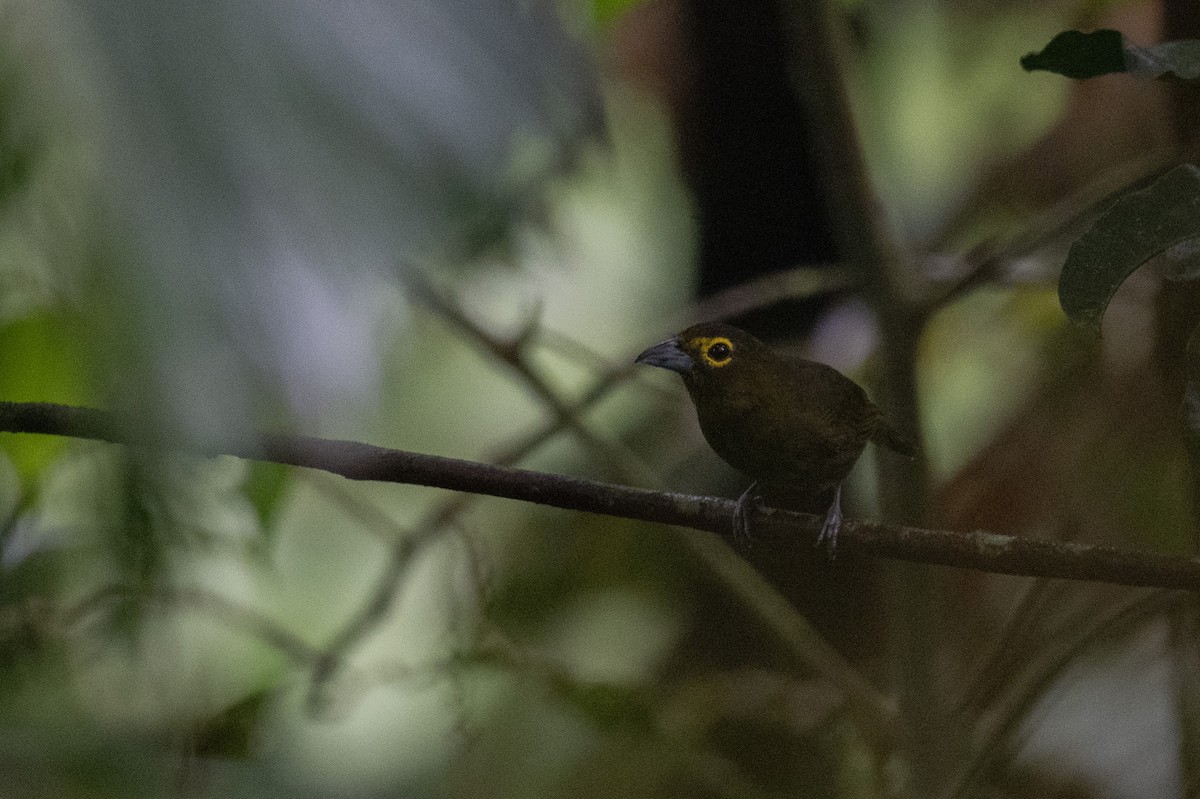 Lemon-spectacled Tanager - ML641530826