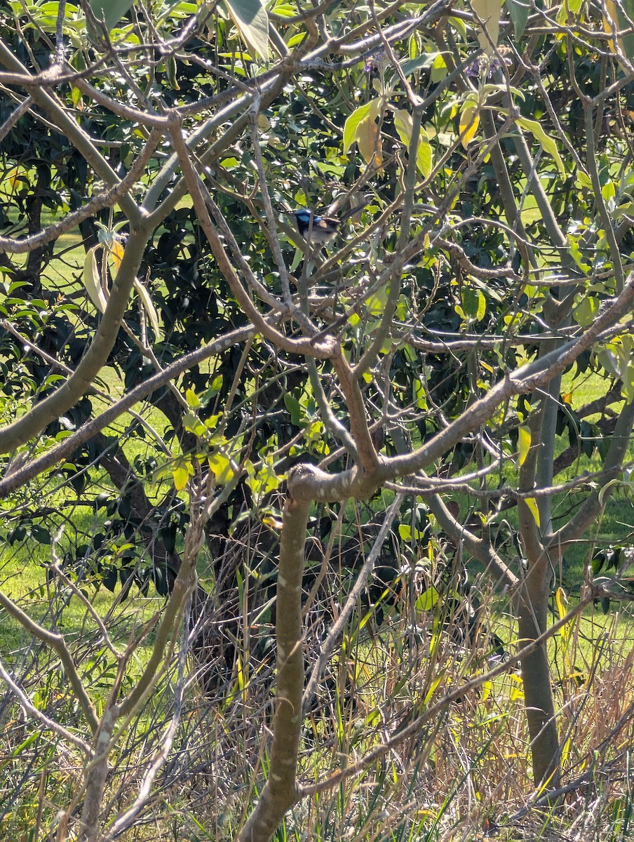 Superb Fairywren - ML641530837