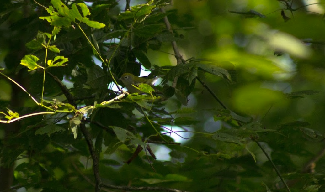 Chestnut-sided Warbler - ML641530891