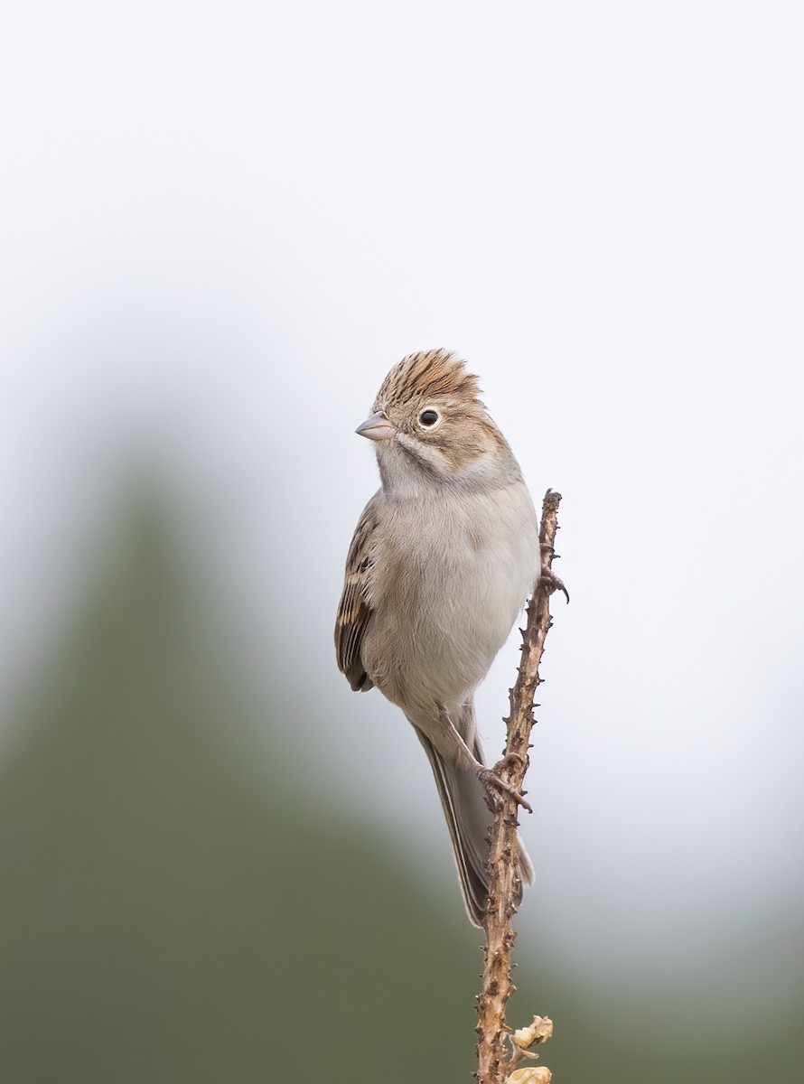 Brewer's Sparrow - ML641530921