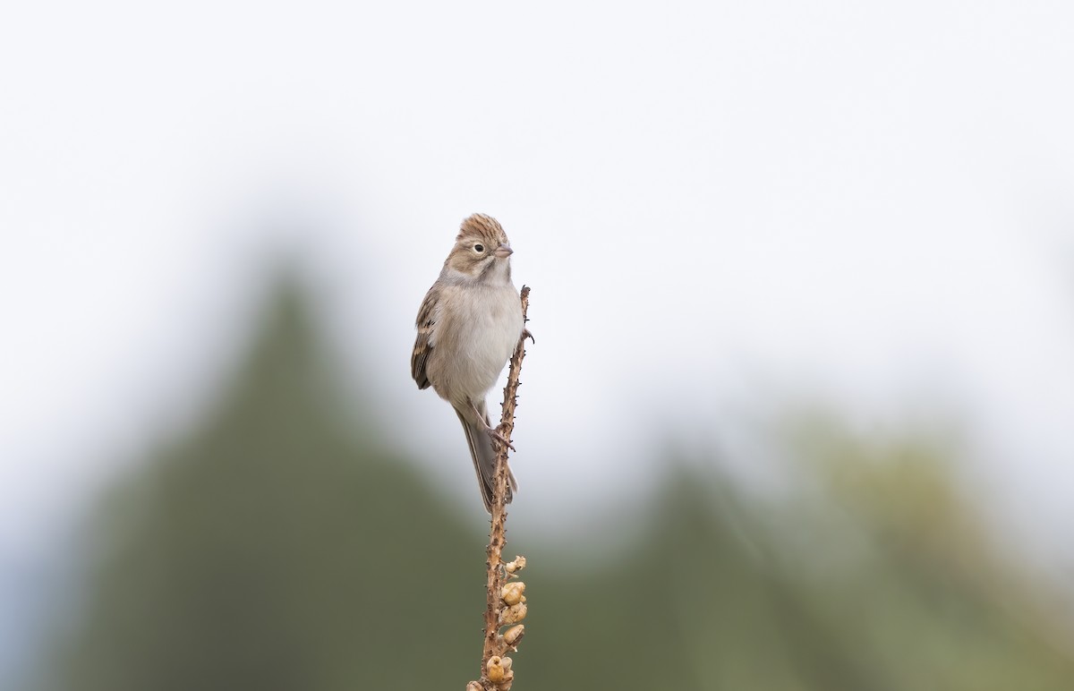 Brewer's Sparrow - ML641530922