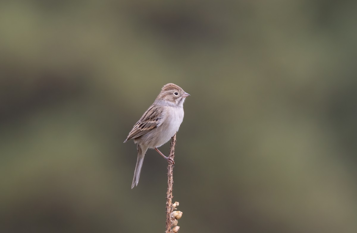 Brewer's Sparrow - ML641530924