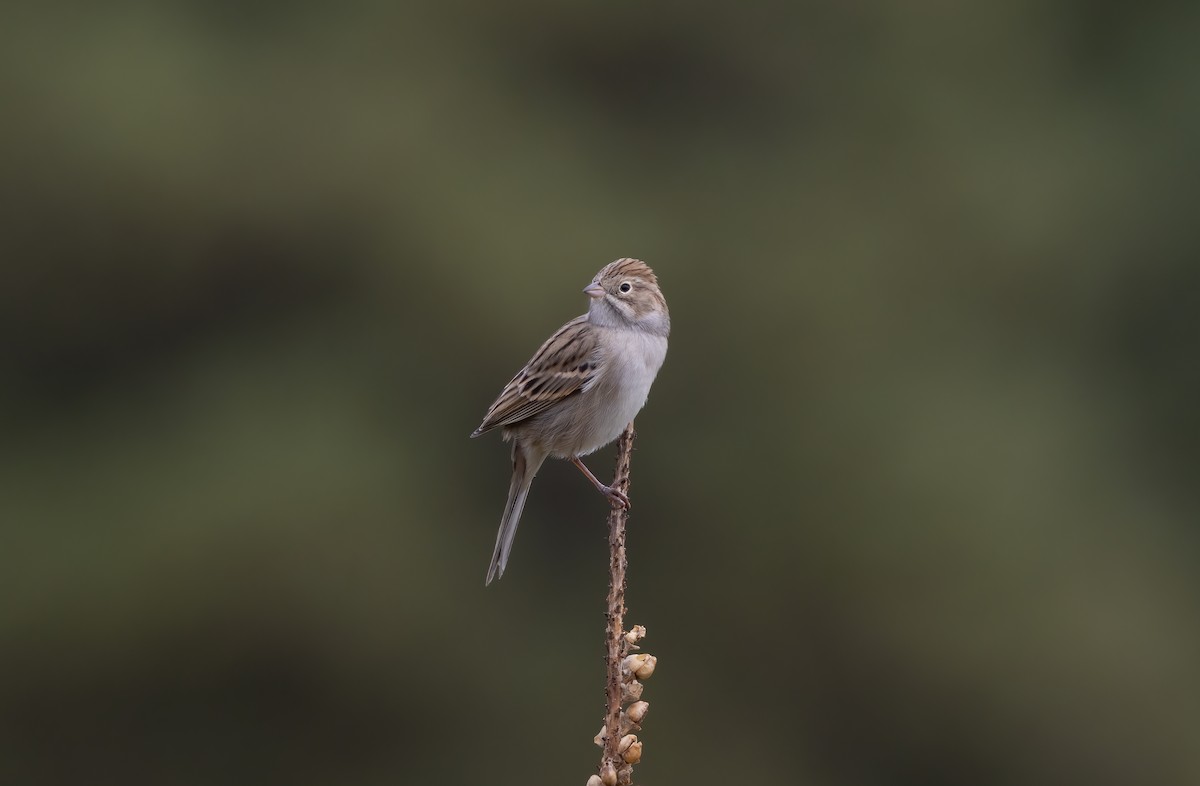 Brewer's Sparrow - ML641530925