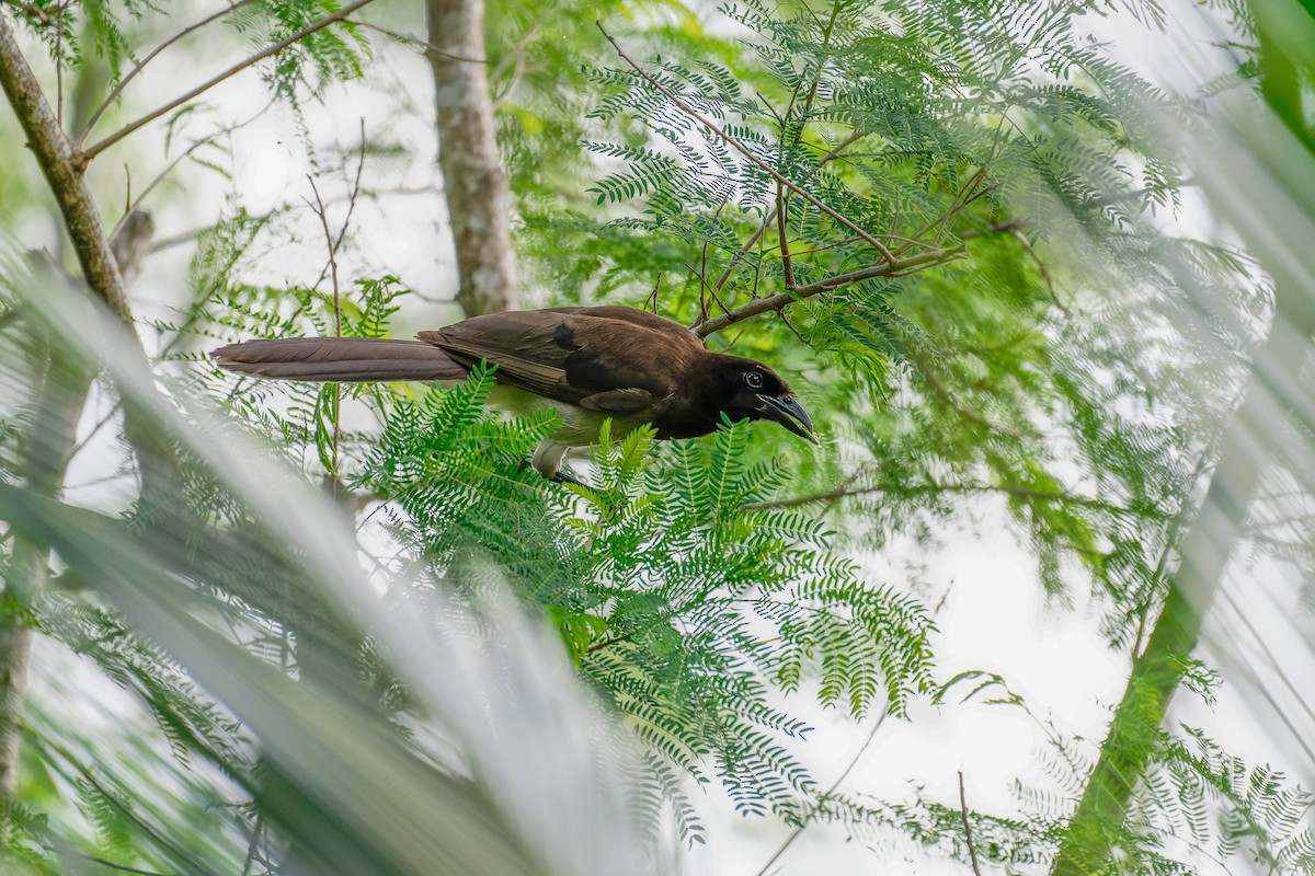 Brown Jay - ML641530949