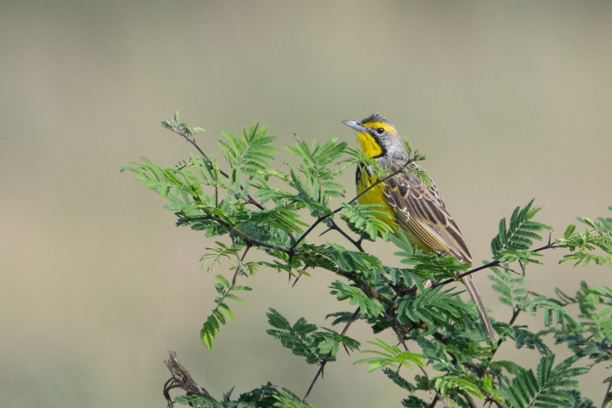 Yellow-throated Longclaw - ML641530954