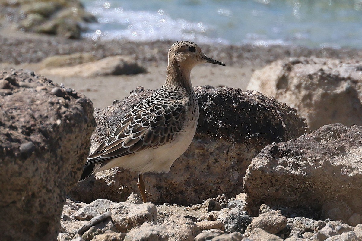 Txirri lepagorrizta - ML641530965
