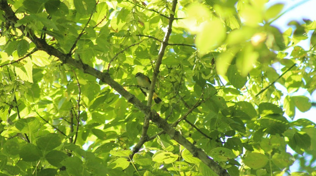 American Redstart - ML641530983