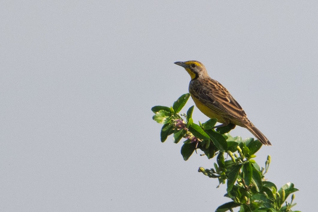 Yellow-throated Longclaw - ML641531005