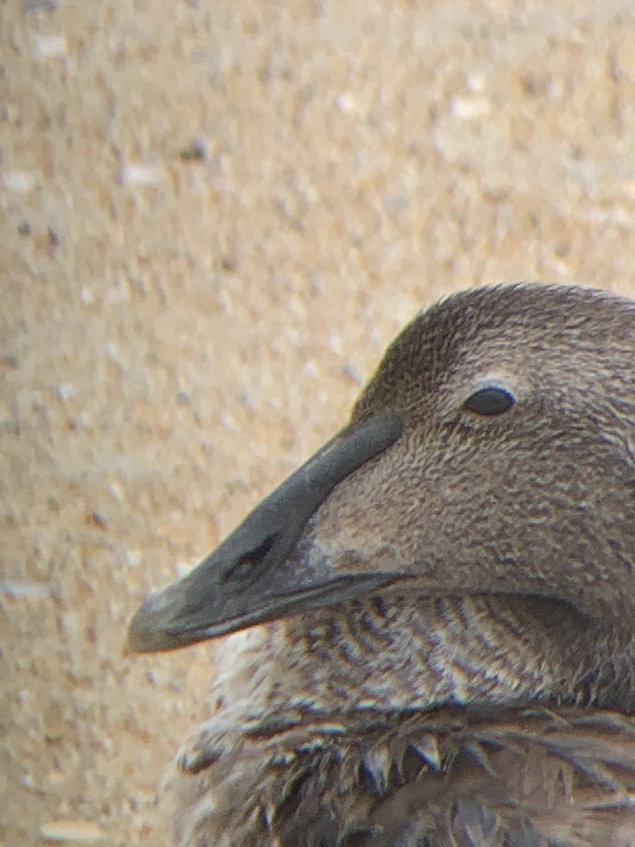 Common Eider - ML641531015