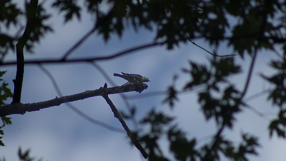 Black-and-white Warbler - ML641531055