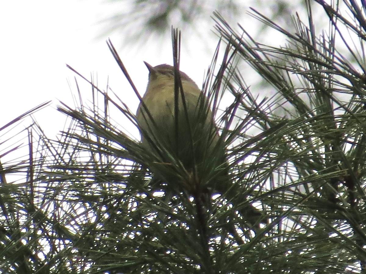 Pine Warbler - ML641531069