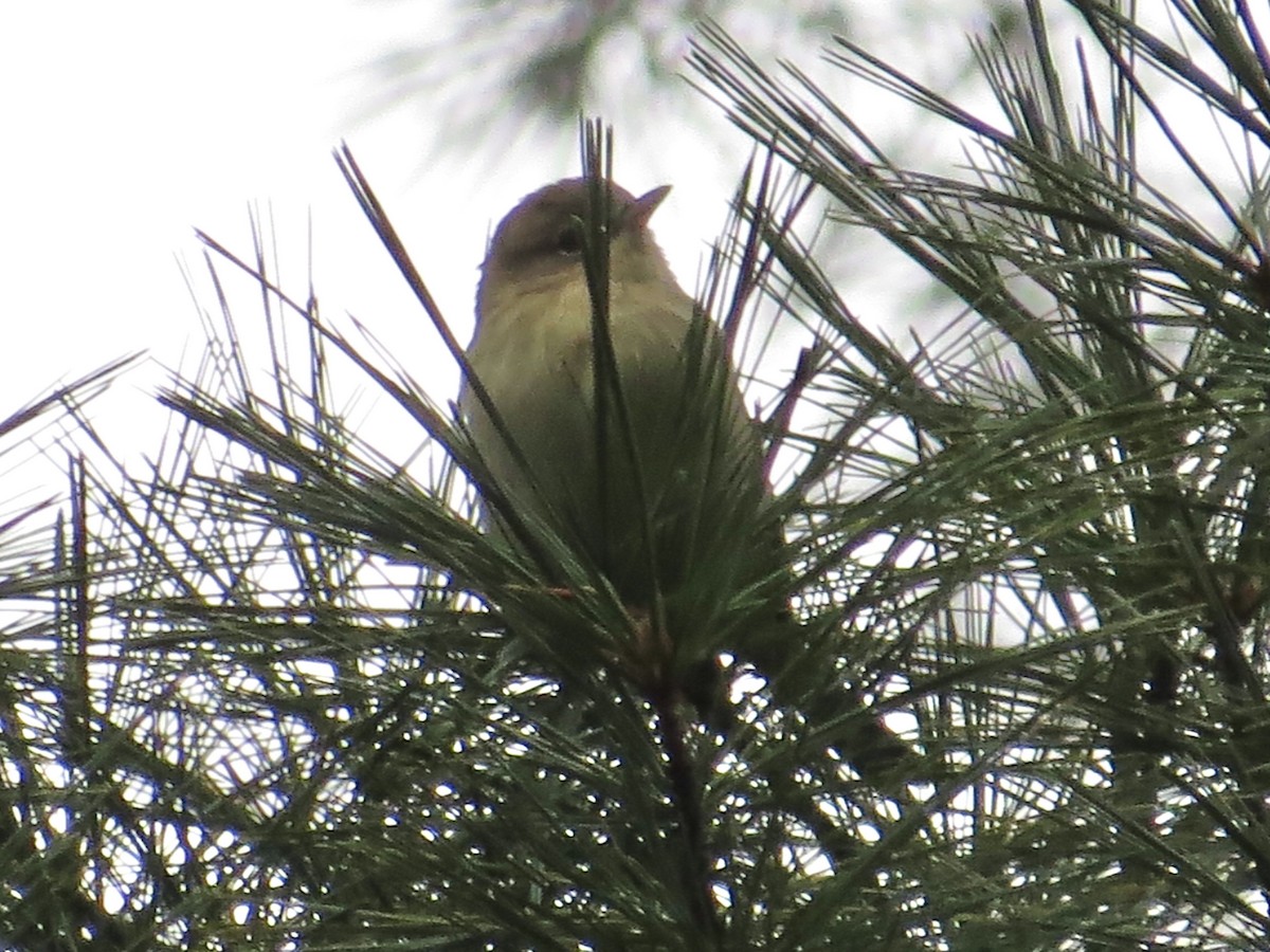 Pine Warbler - ML641531070