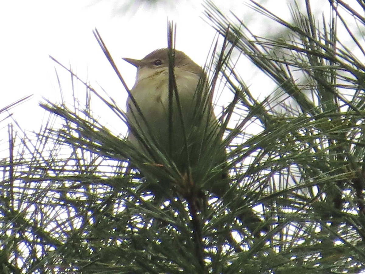 Pine Warbler - ML641531071