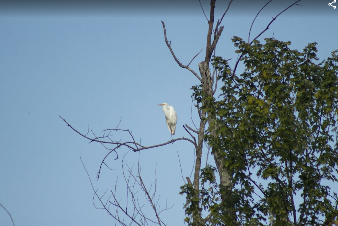 Great Egret - ML641531110