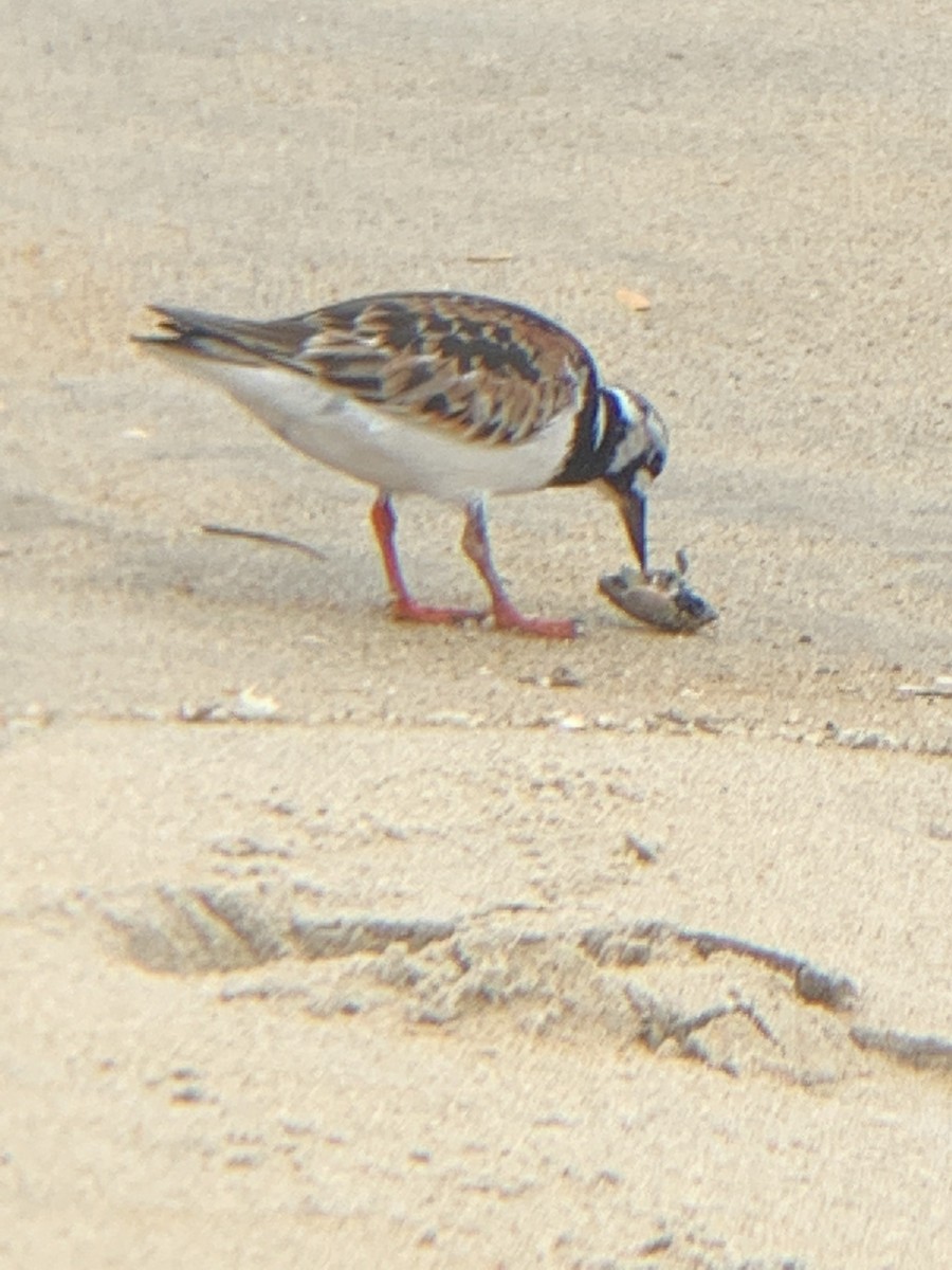 翻石鷸 - ML641531116