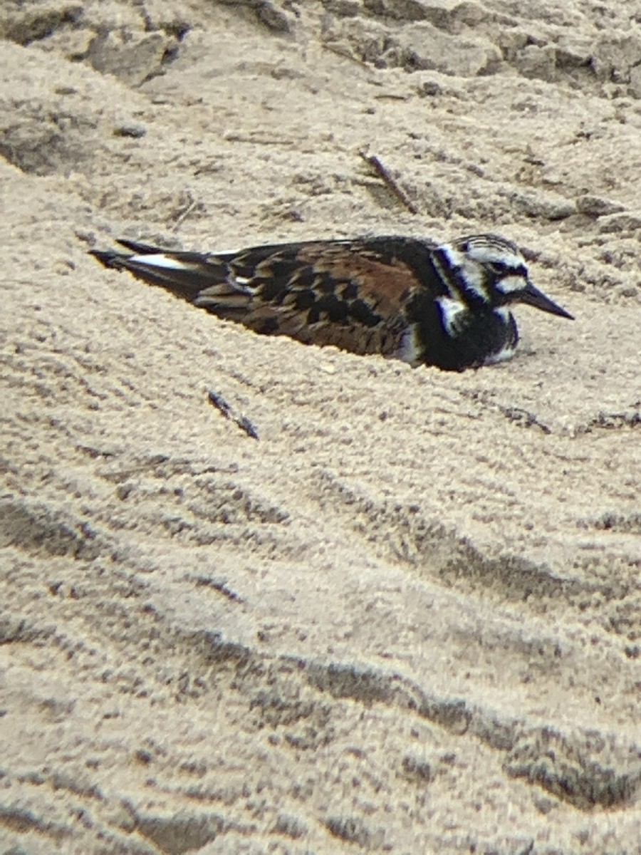 翻石鷸 - ML641531118