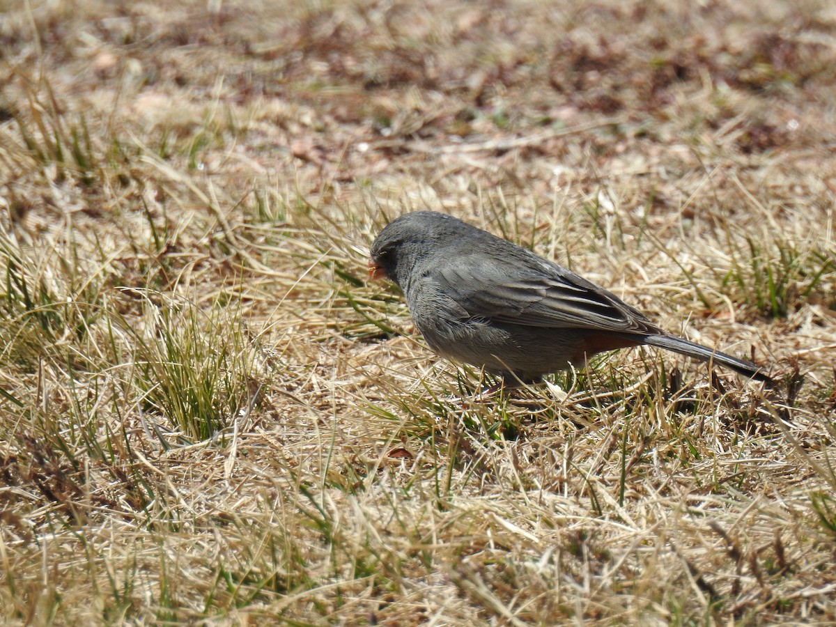 Plain-colored Seedeater - ML641531138