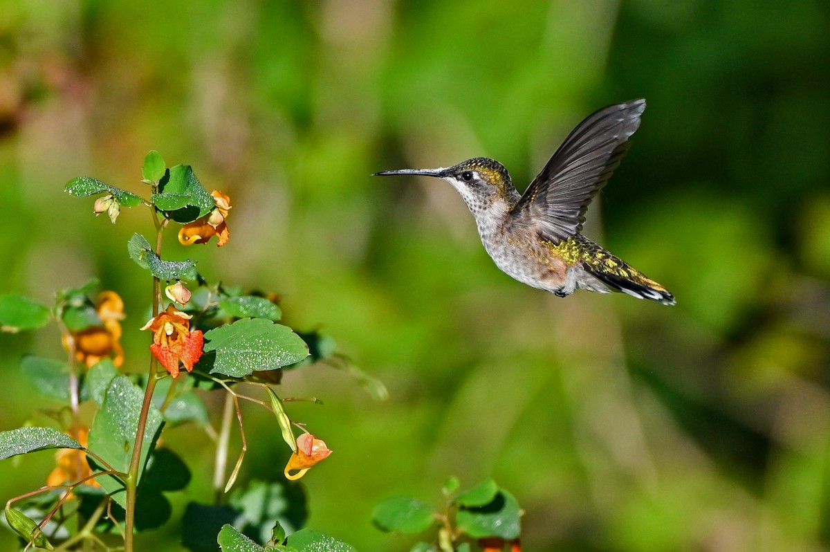 Colibri à gorge rubis - ML641531141
