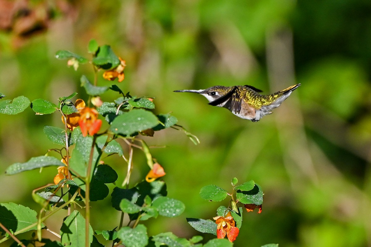 Colibri à gorge rubis - ML641531149