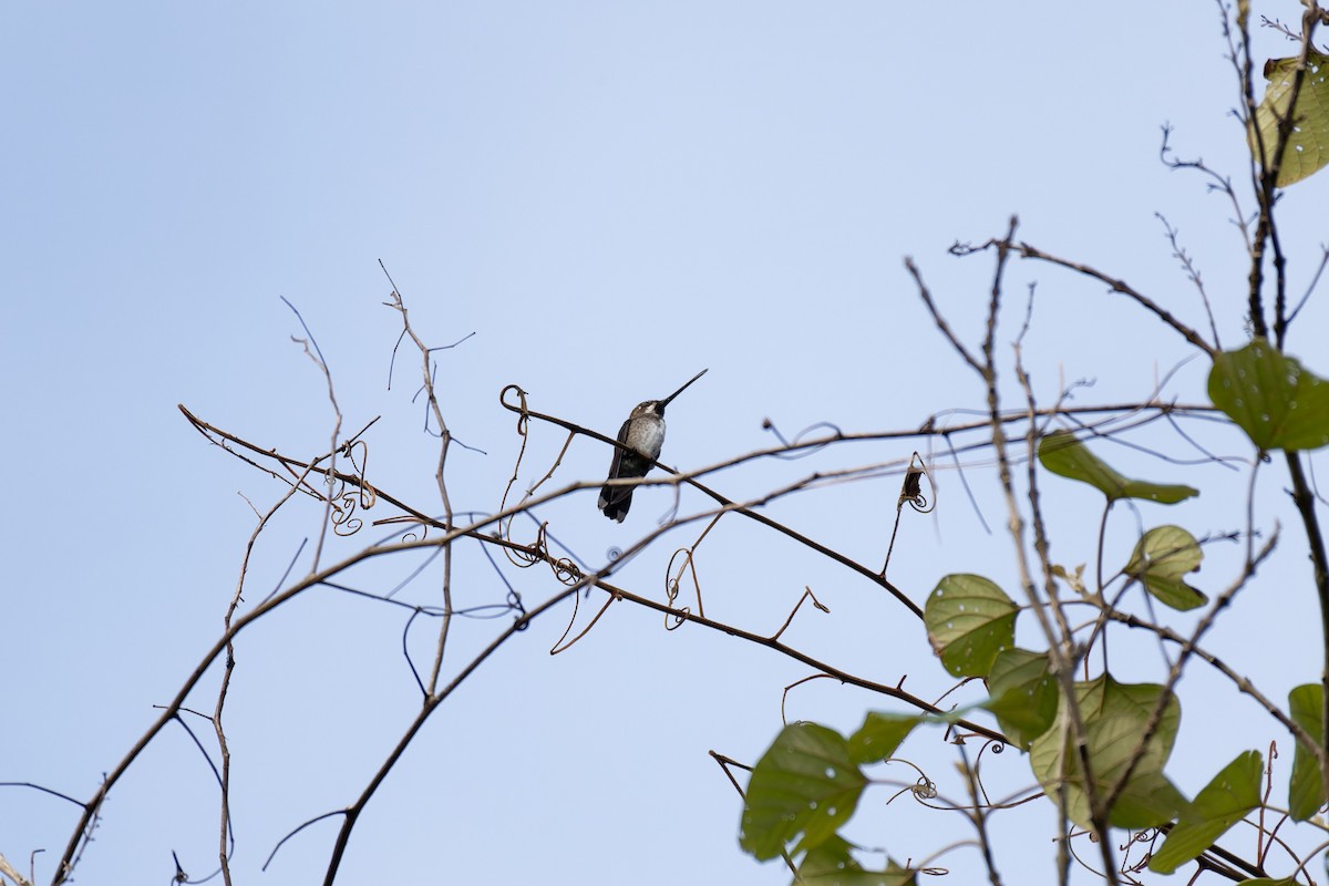 Long-billed Starthroat - ML641531159