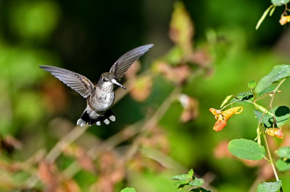 Colibri à gorge rubis - ML641531162