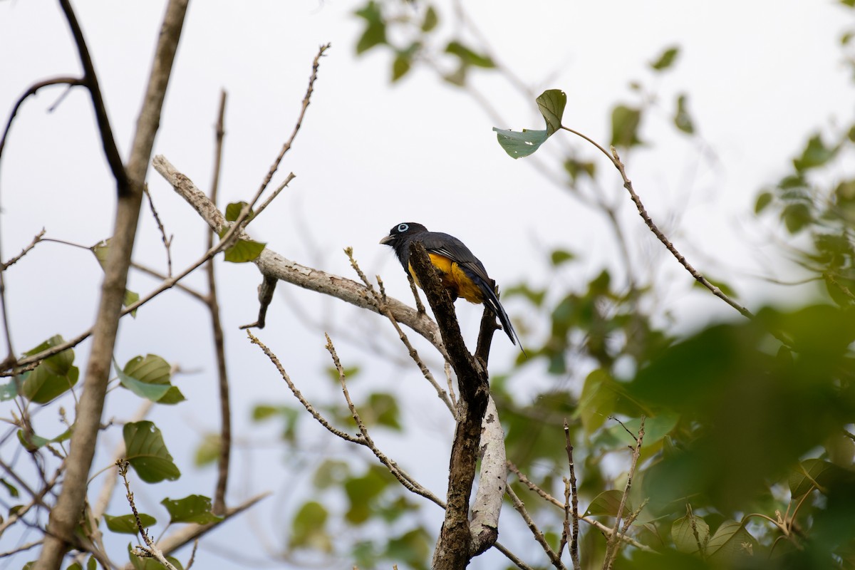Black-headed Trogon - ML641531168