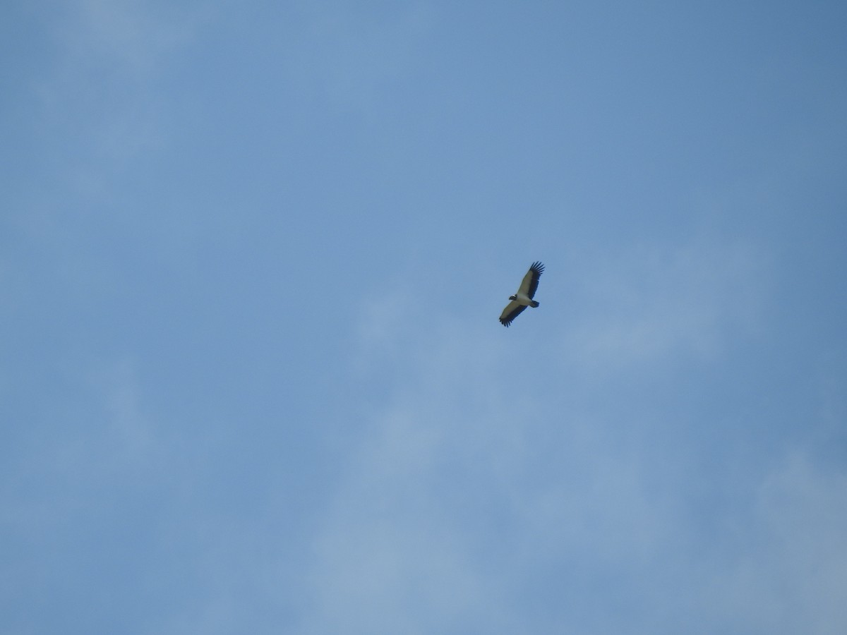 King Vulture - ML641531175