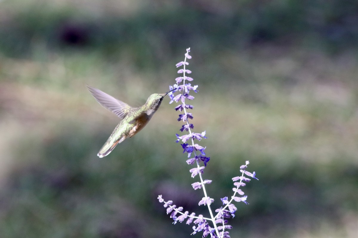 Broad-tailed Hummingbird - ML641531178