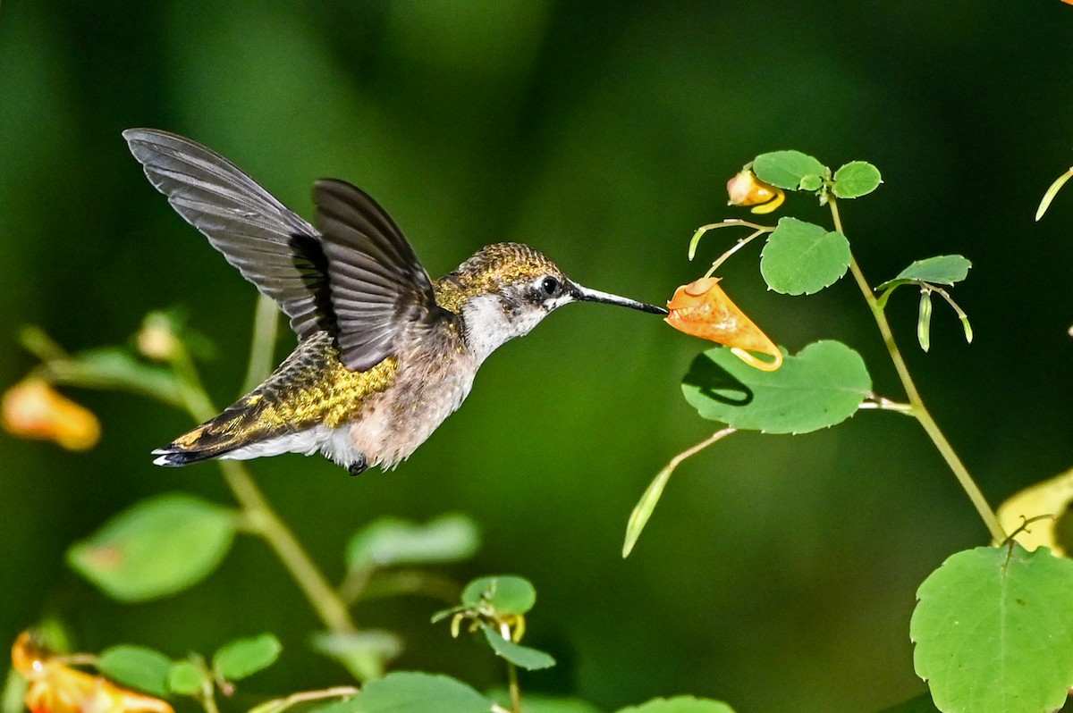 Colibri à gorge rubis - ML641531183