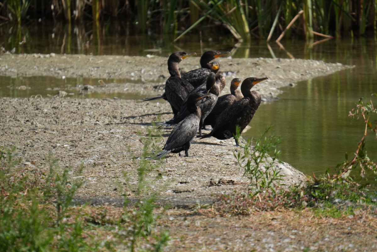 Neotropic Cormorant - ML641531185