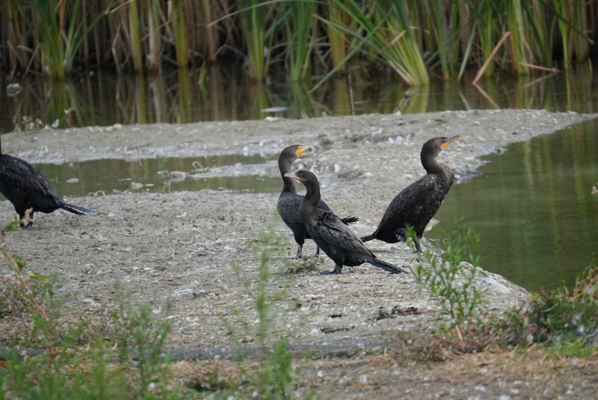 Neotropic Cormorant - ML641531186