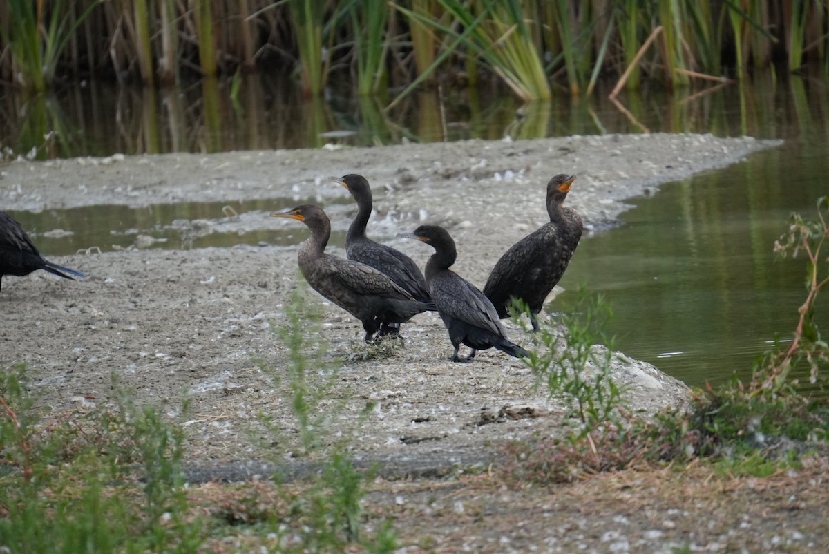 Neotropic Cormorant - ML641531187