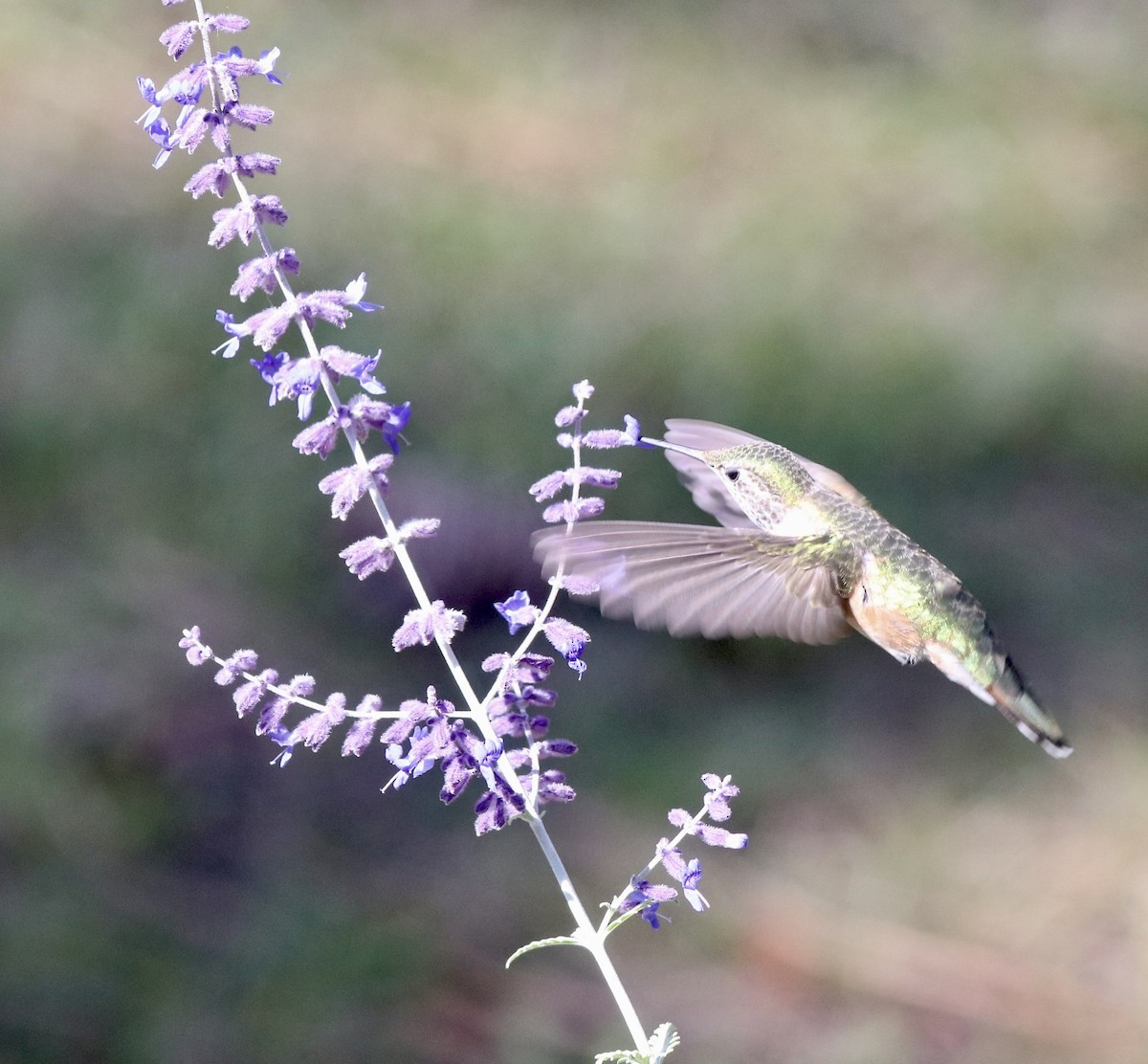 Broad-tailed Hummingbird - ML641531198