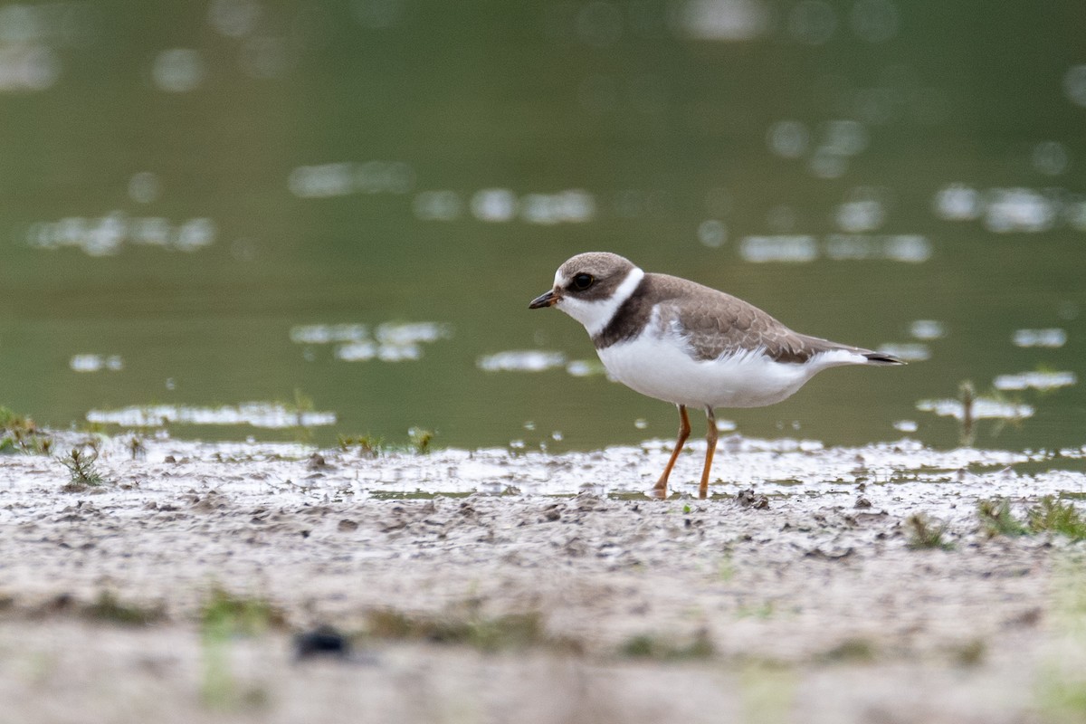 Semipalmated Plover - ML641531203