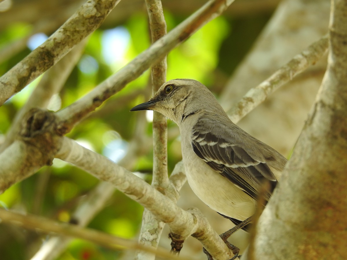 Tropical Mockingbird - ML641531204