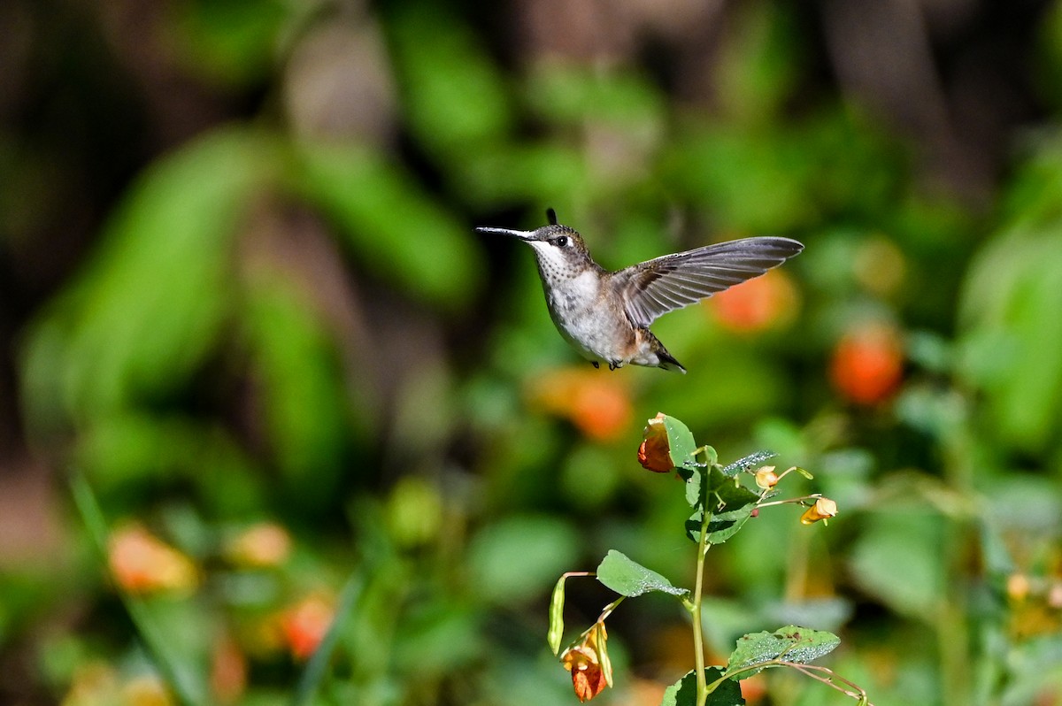 Colibri à gorge rubis - ML641531205