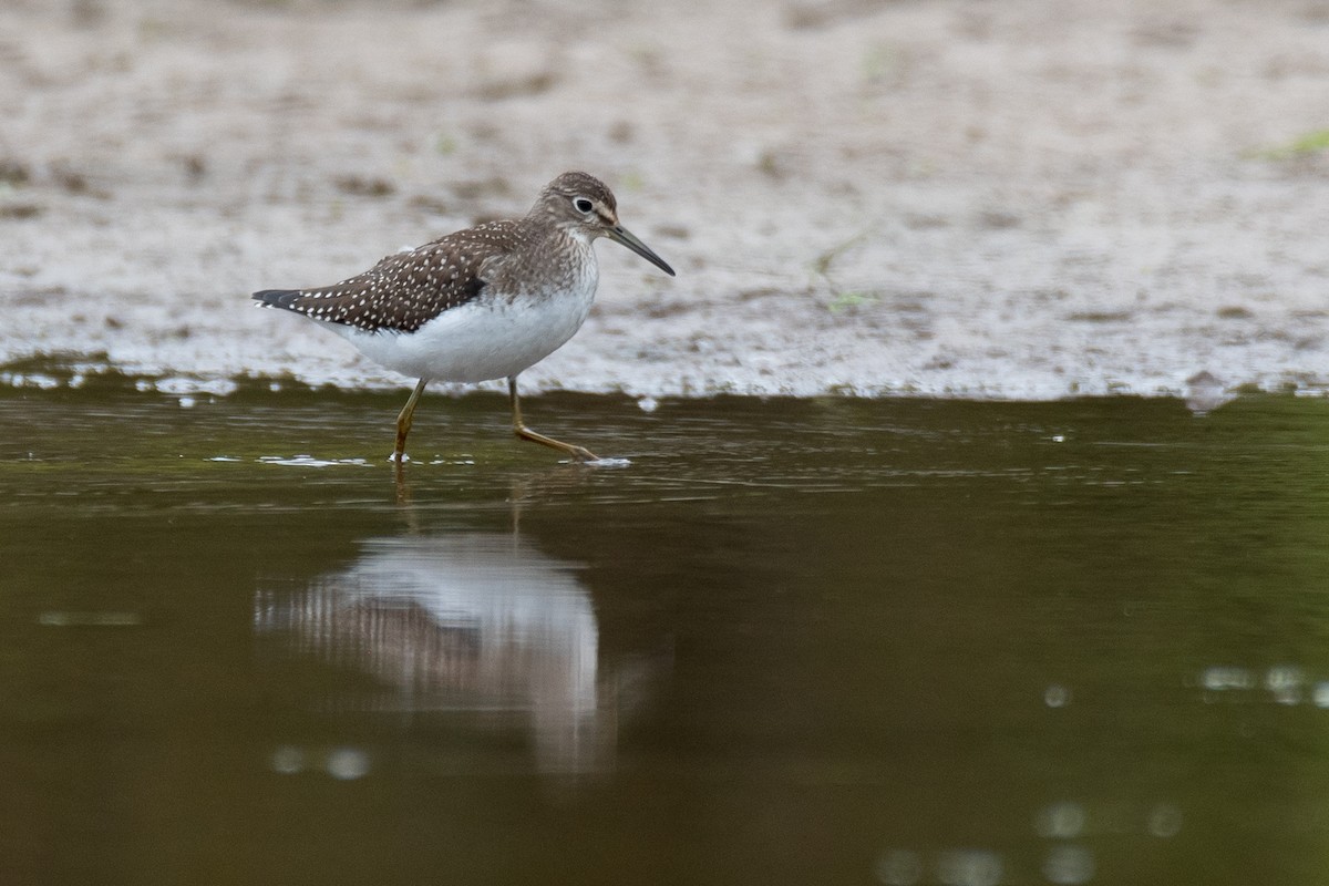 Solitary Sandpiper - ML641531227