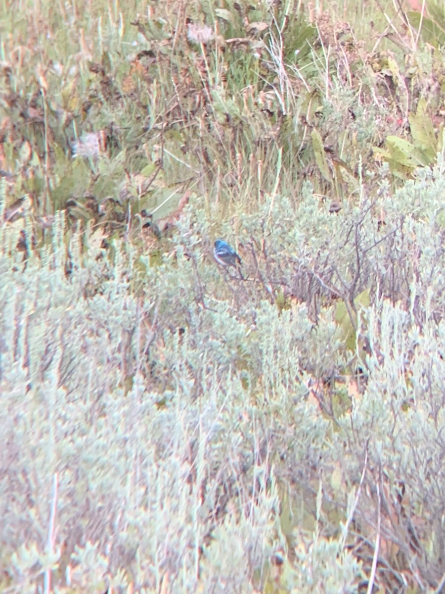 Lazuli Bunting - ML641531230