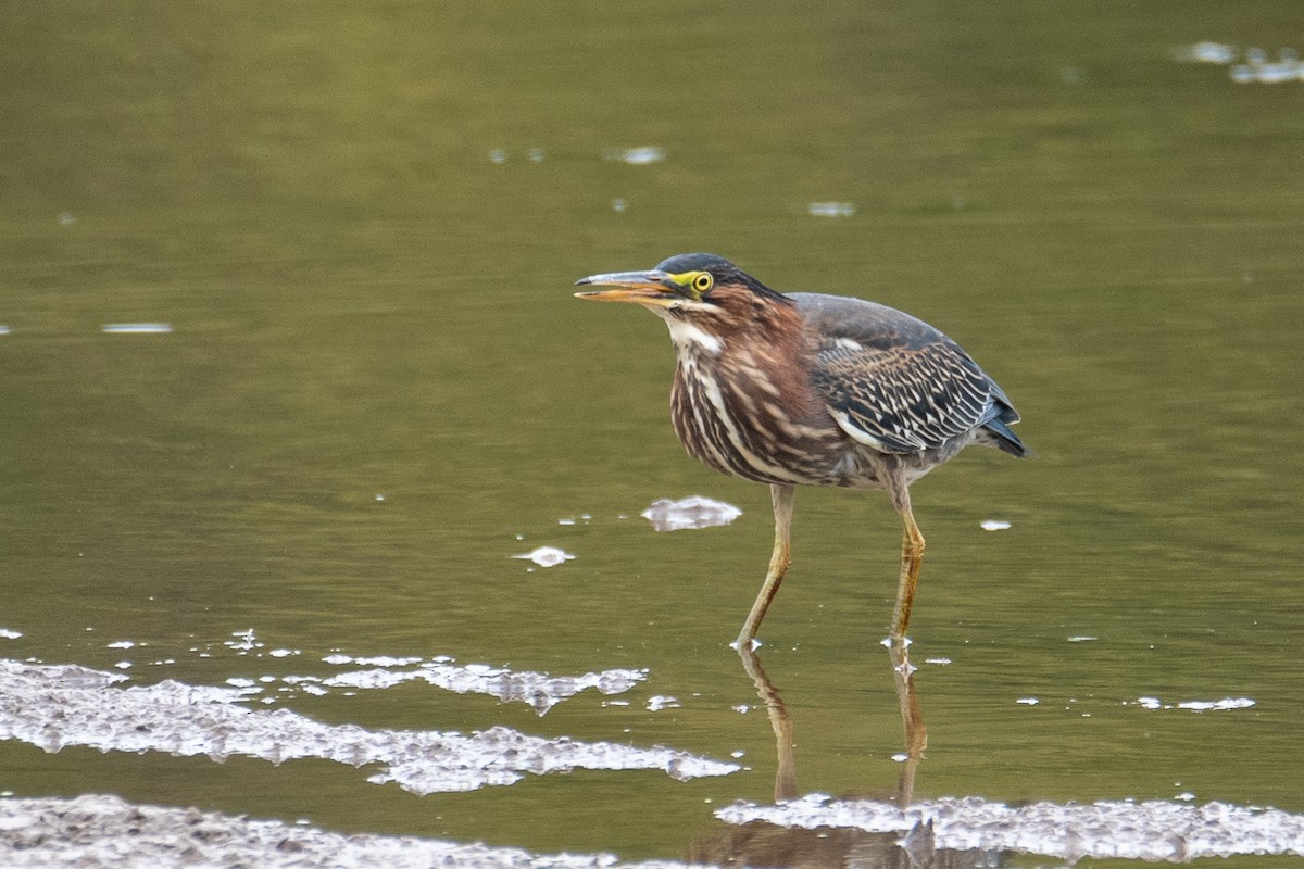 Green Heron - ML641531237