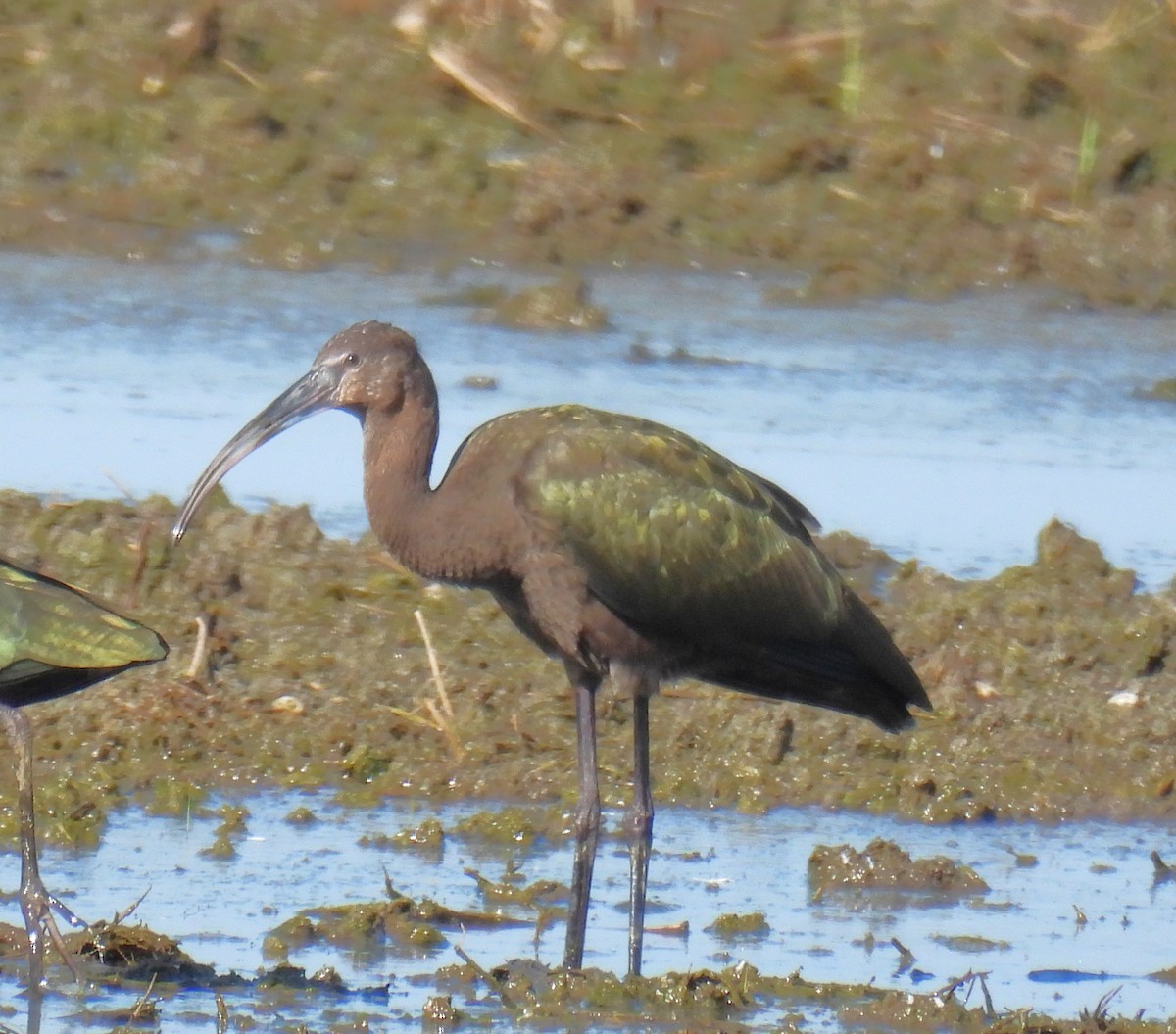Glossy/White-faced Ibis - ML641531240