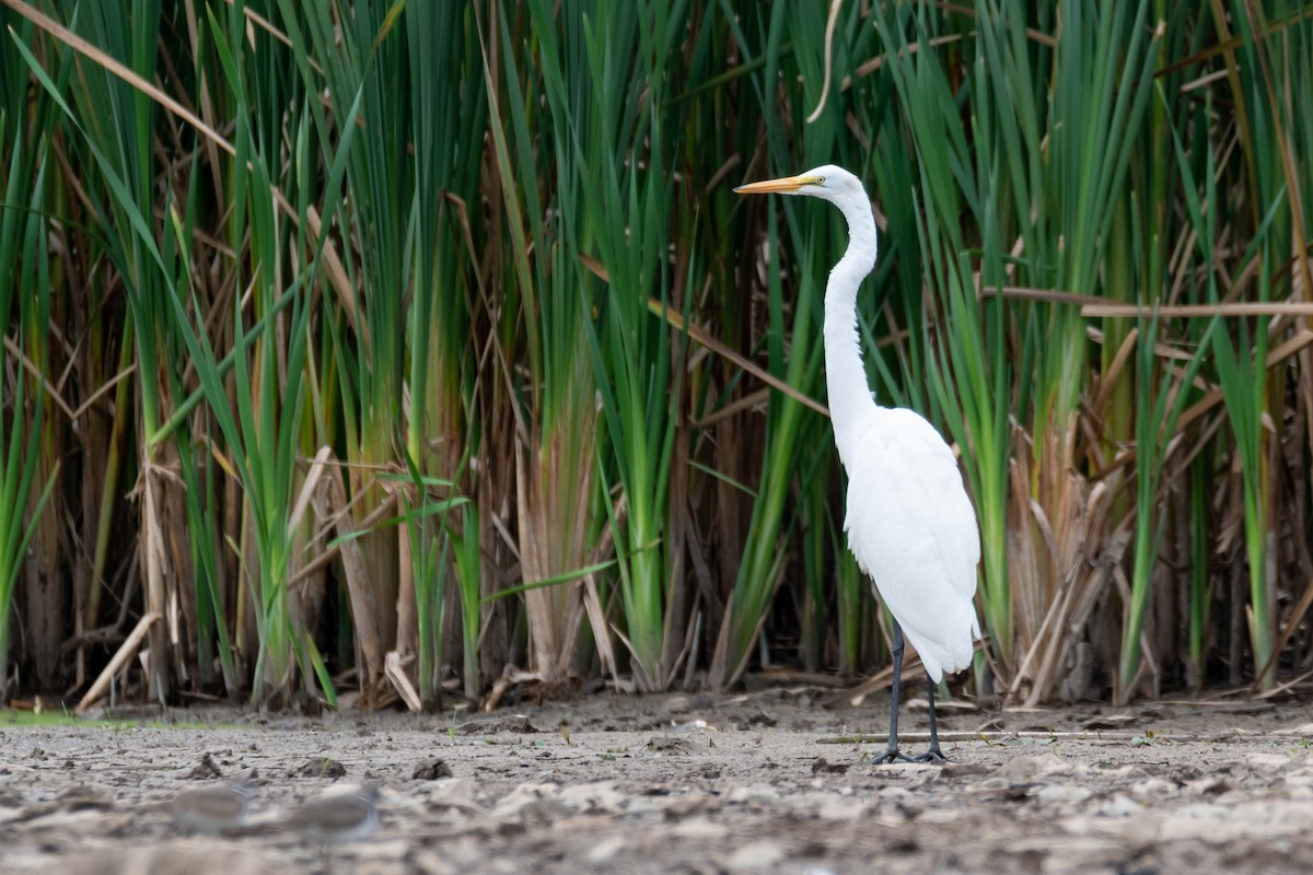 Great Egret - ML641531242