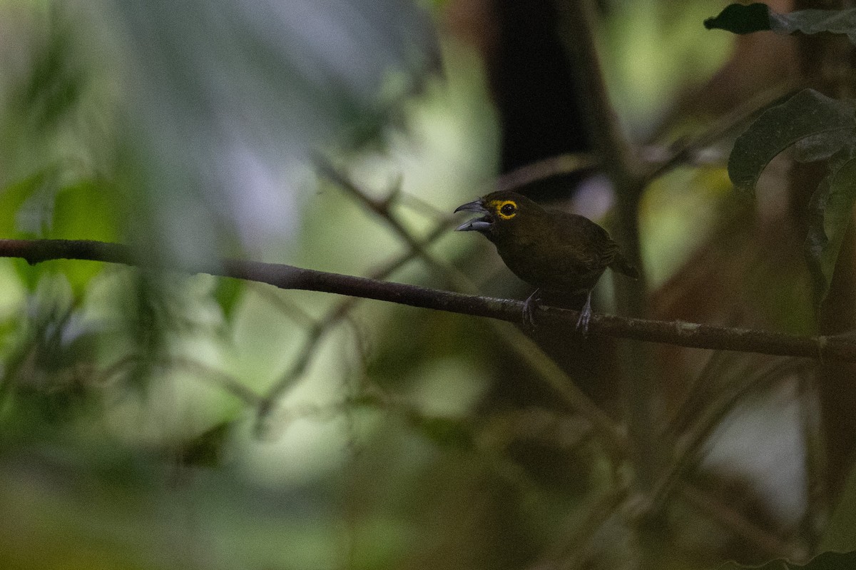 Lemon-spectacled Tanager - ML641531249