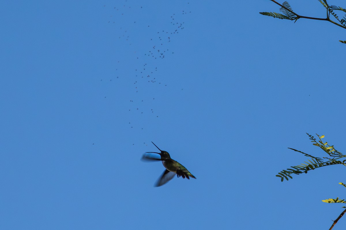 Black-chinned Hummingbird - ML641531251